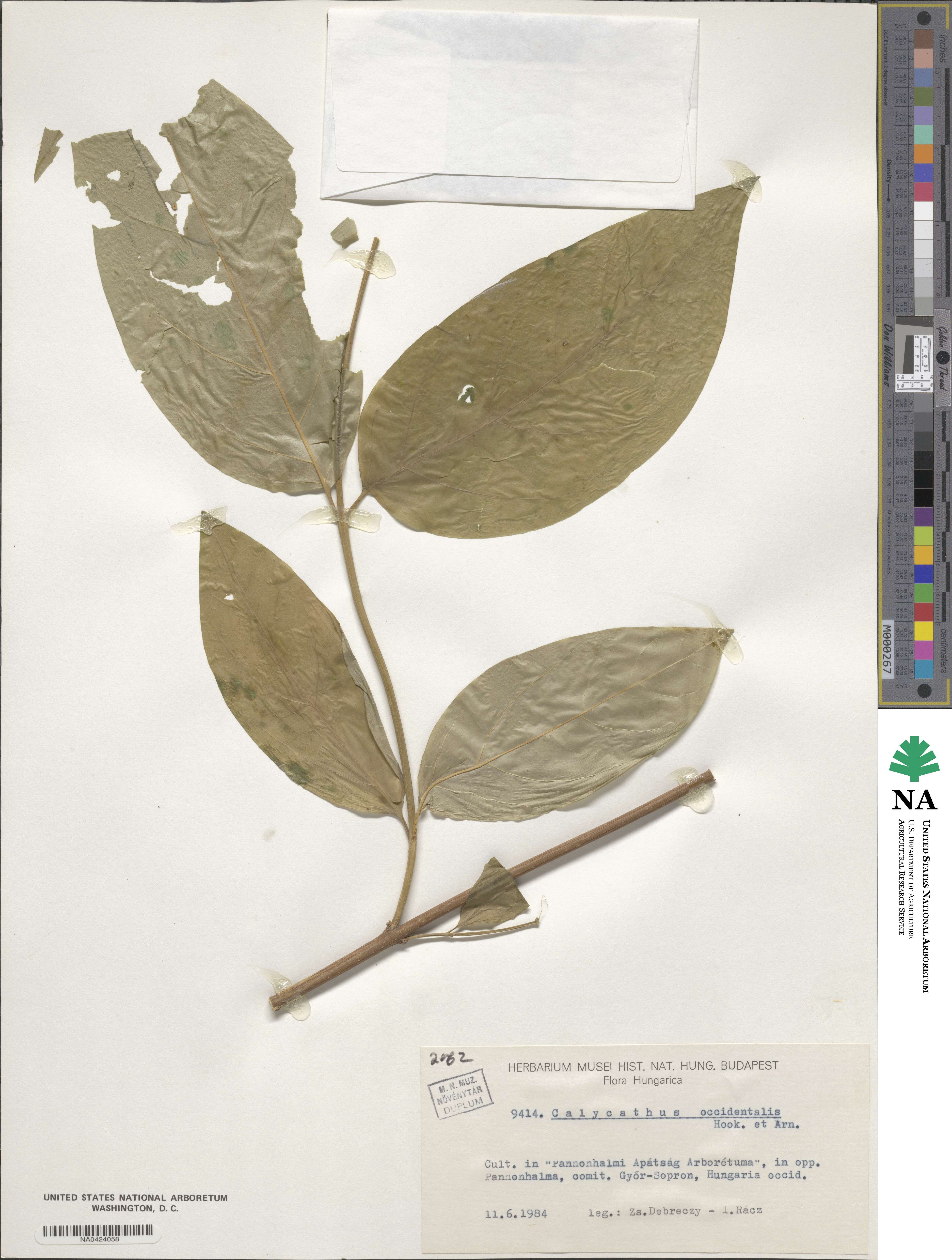 Calycanthus occidentalis image