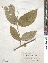 Calycanthus occidentalis image