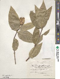 Calycanthus occidentalis image