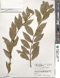 Chimonanthus nitens image