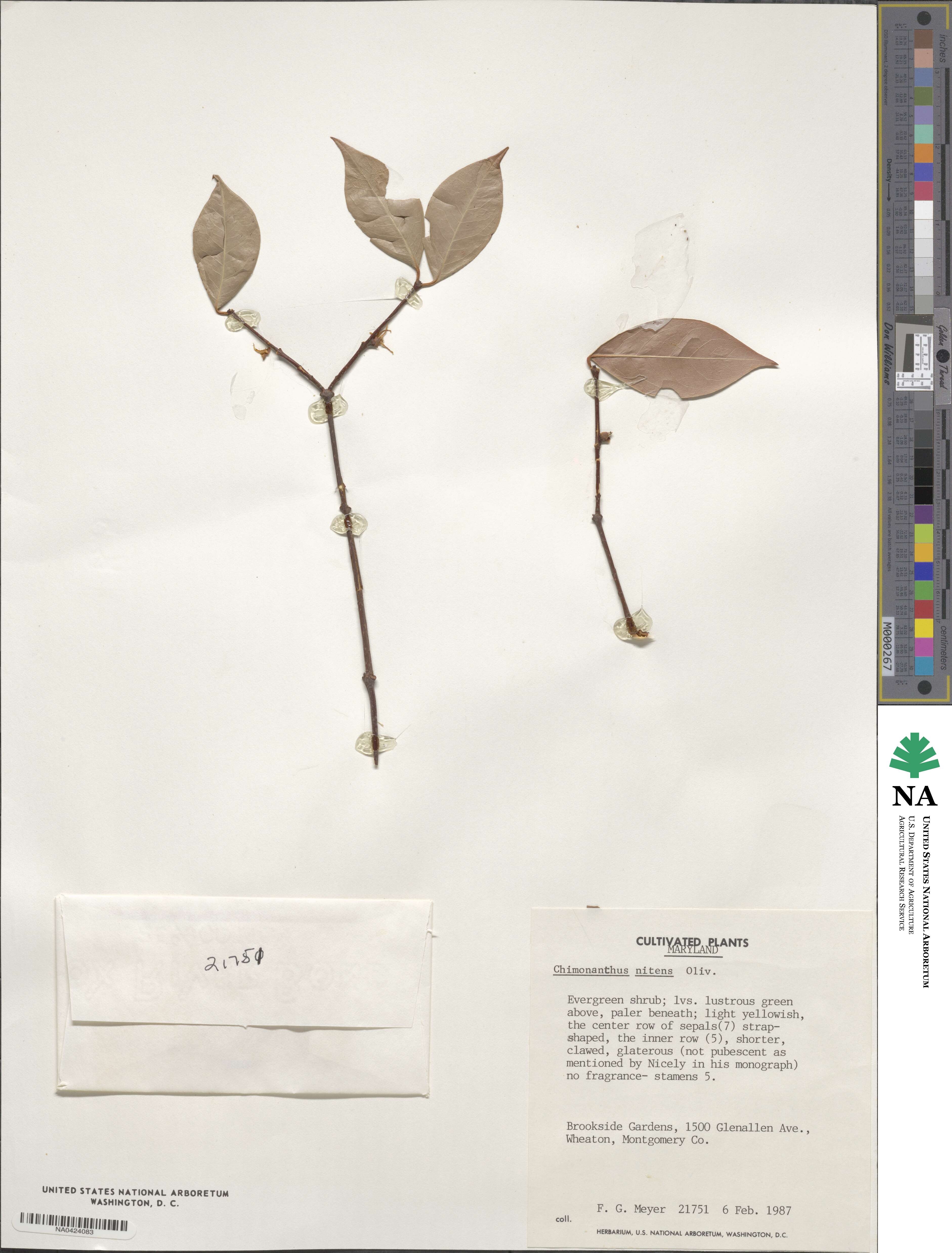 Chimonanthus nitens image