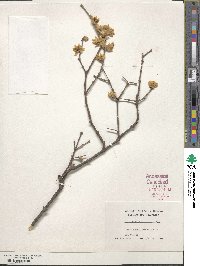 Chimonanthus praecox image