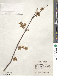 Chimonanthus praecox image