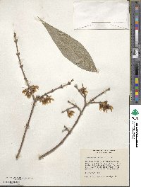 Chimonanthus praecox image