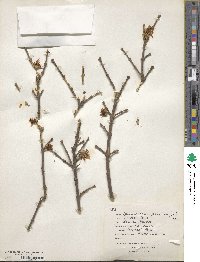 Chimonanthus praecox image