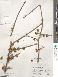 Chimonanthus praecox image