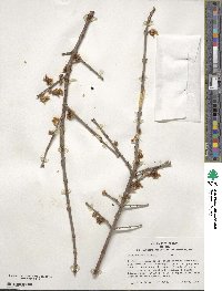 Chimonanthus praecox image