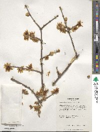 Chimonanthus praecox image