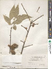 Chimonanthus praecox image