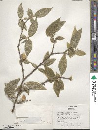 Chimonanthus praecox image