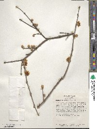 Chimonanthus praecox image