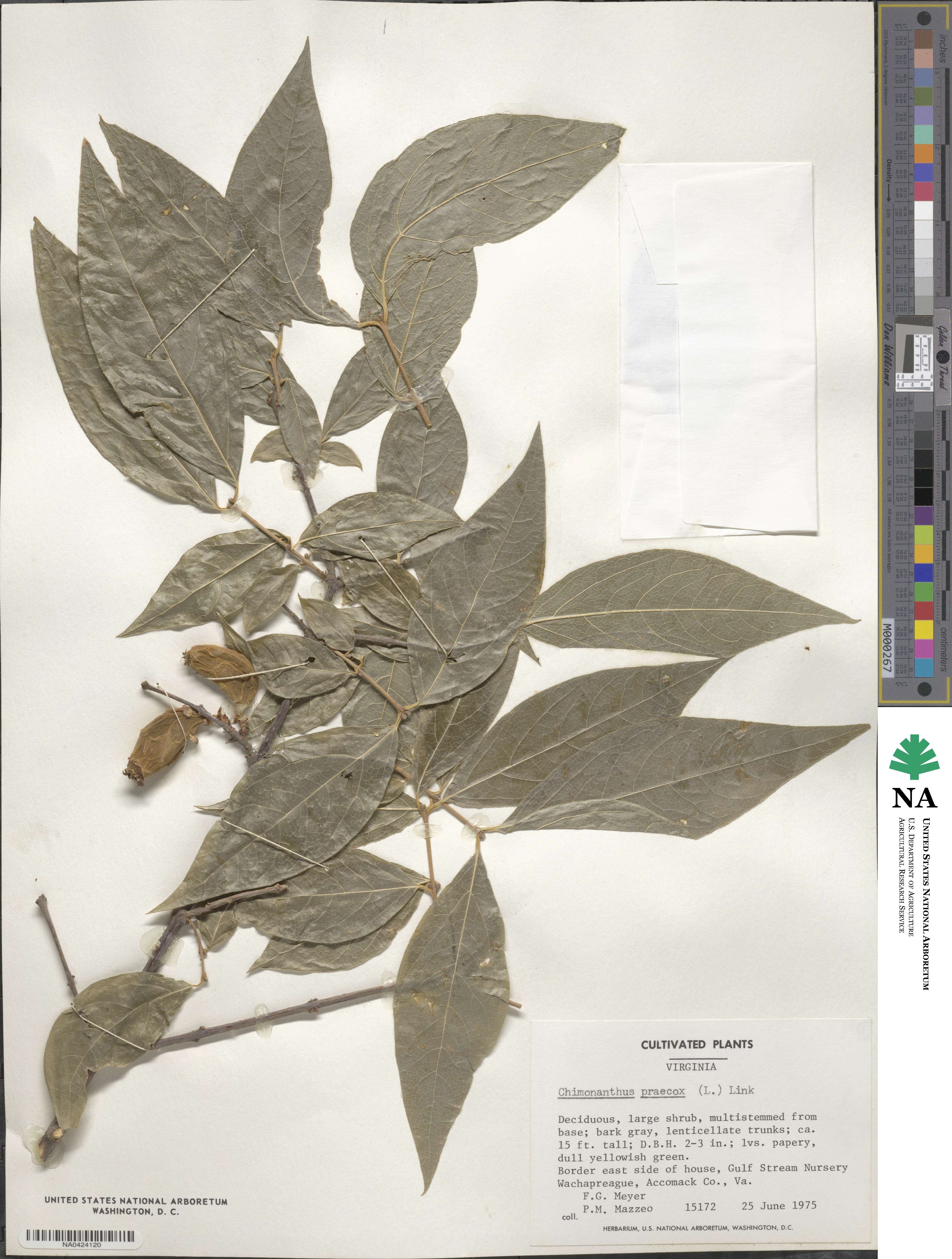 Chimonanthus praecox image
