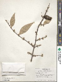 Chimonanthus praecox image