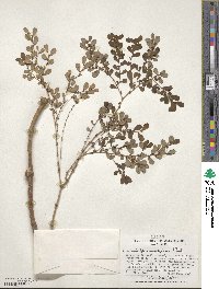 Lactoris fernandeziana image