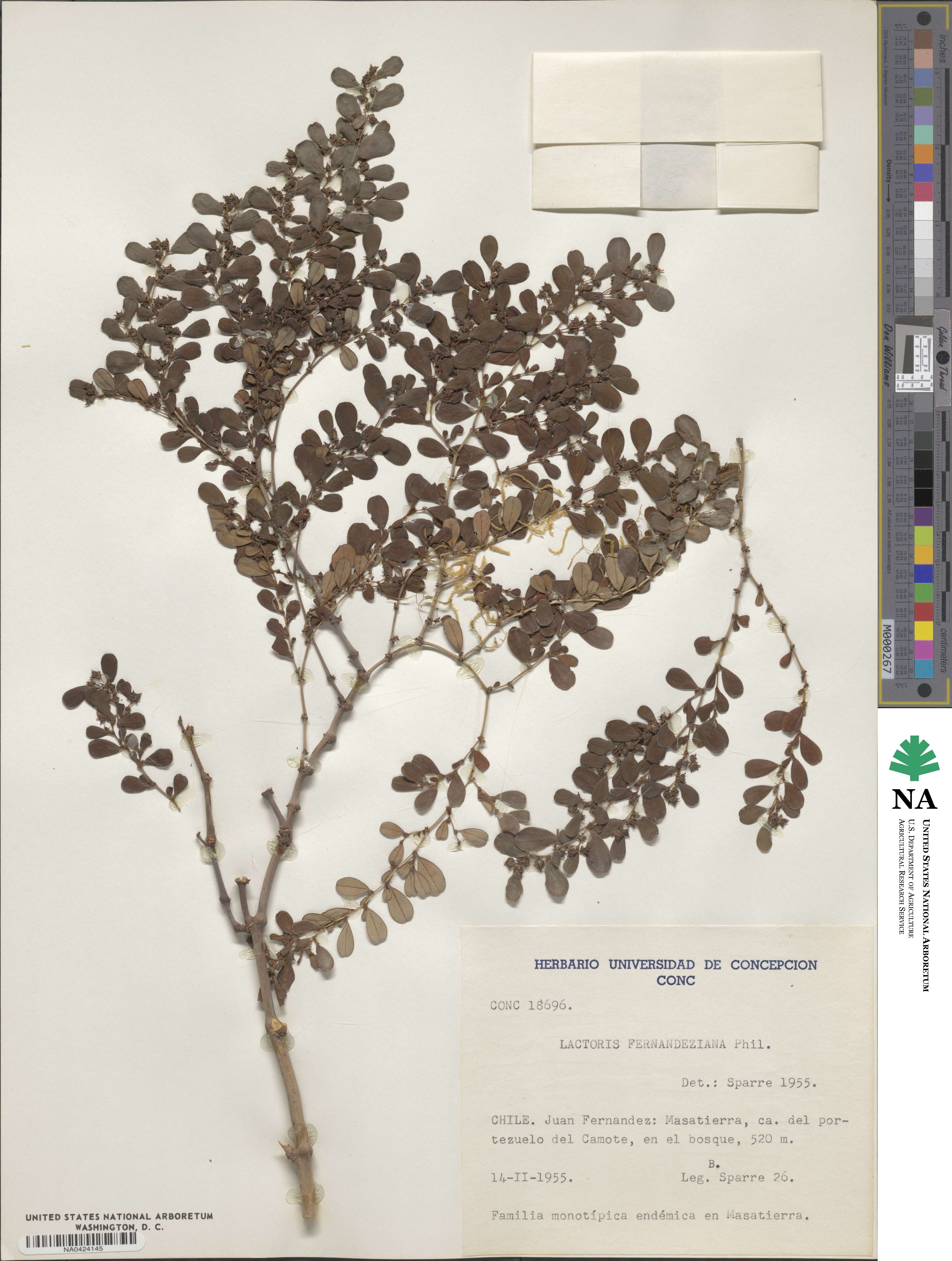 Lactoris fernandeziana image