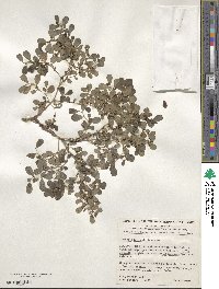 Lactoris fernandeziana image