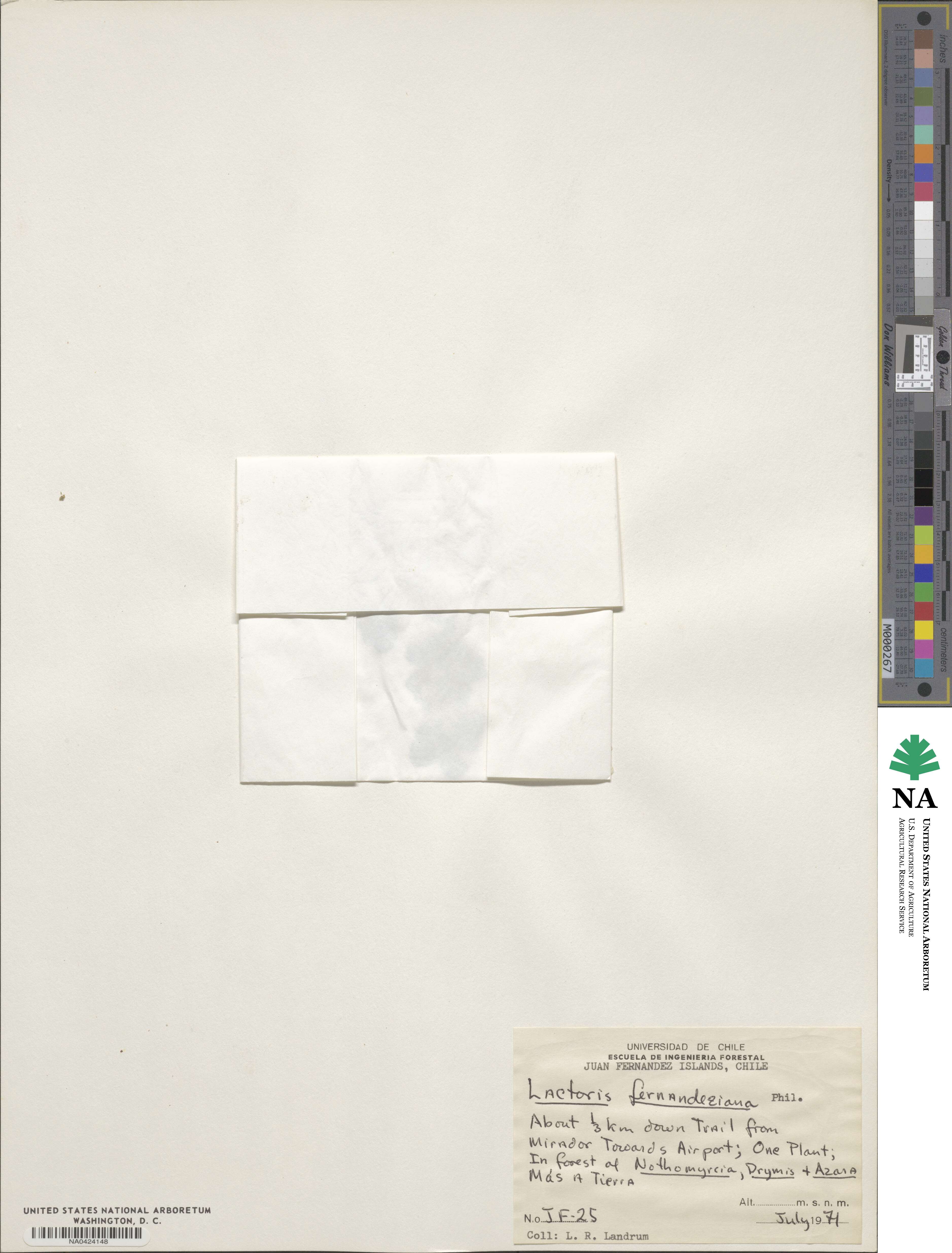 Lactoris fernandeziana image