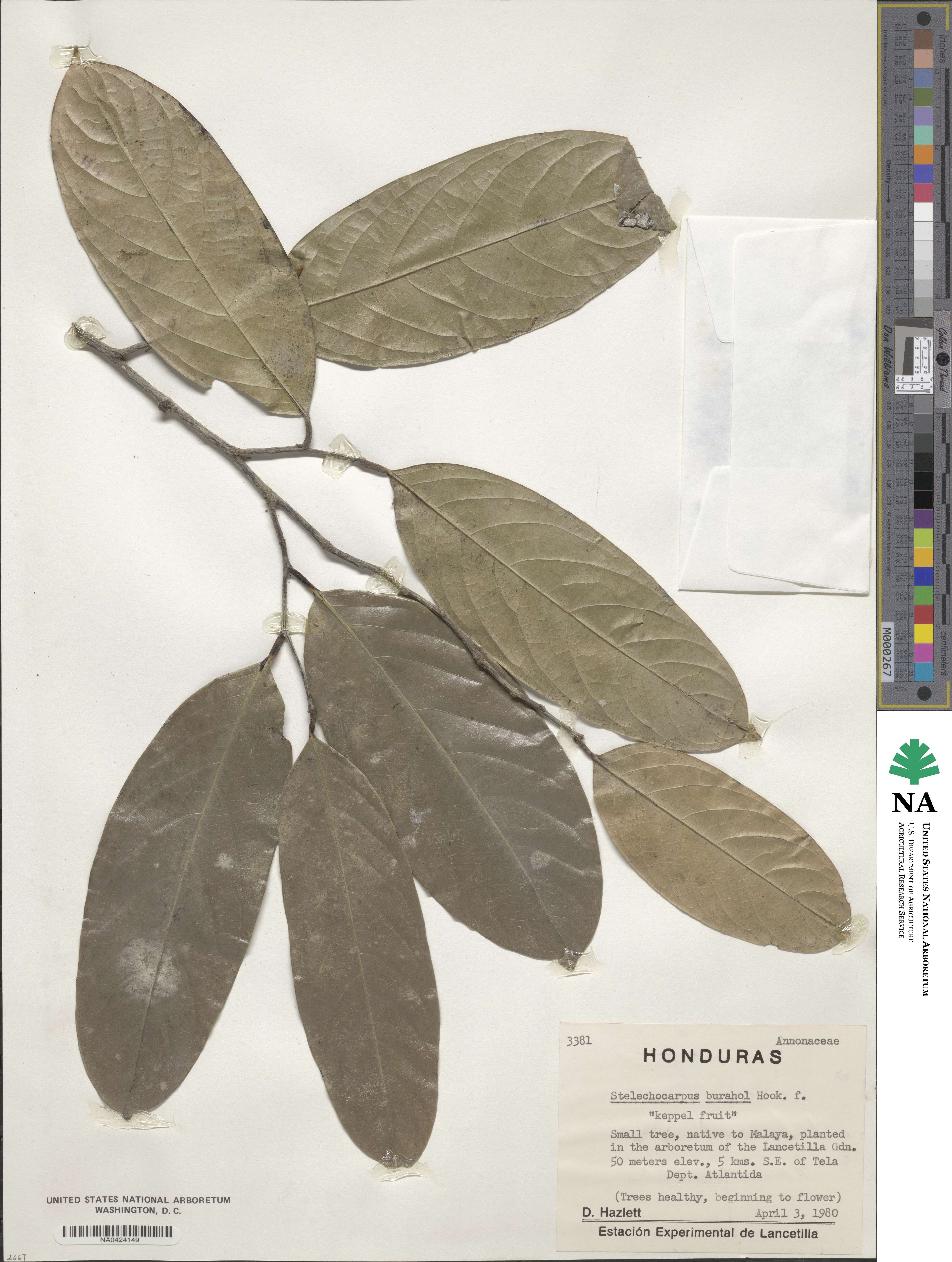 Stelechocarpus burahol image