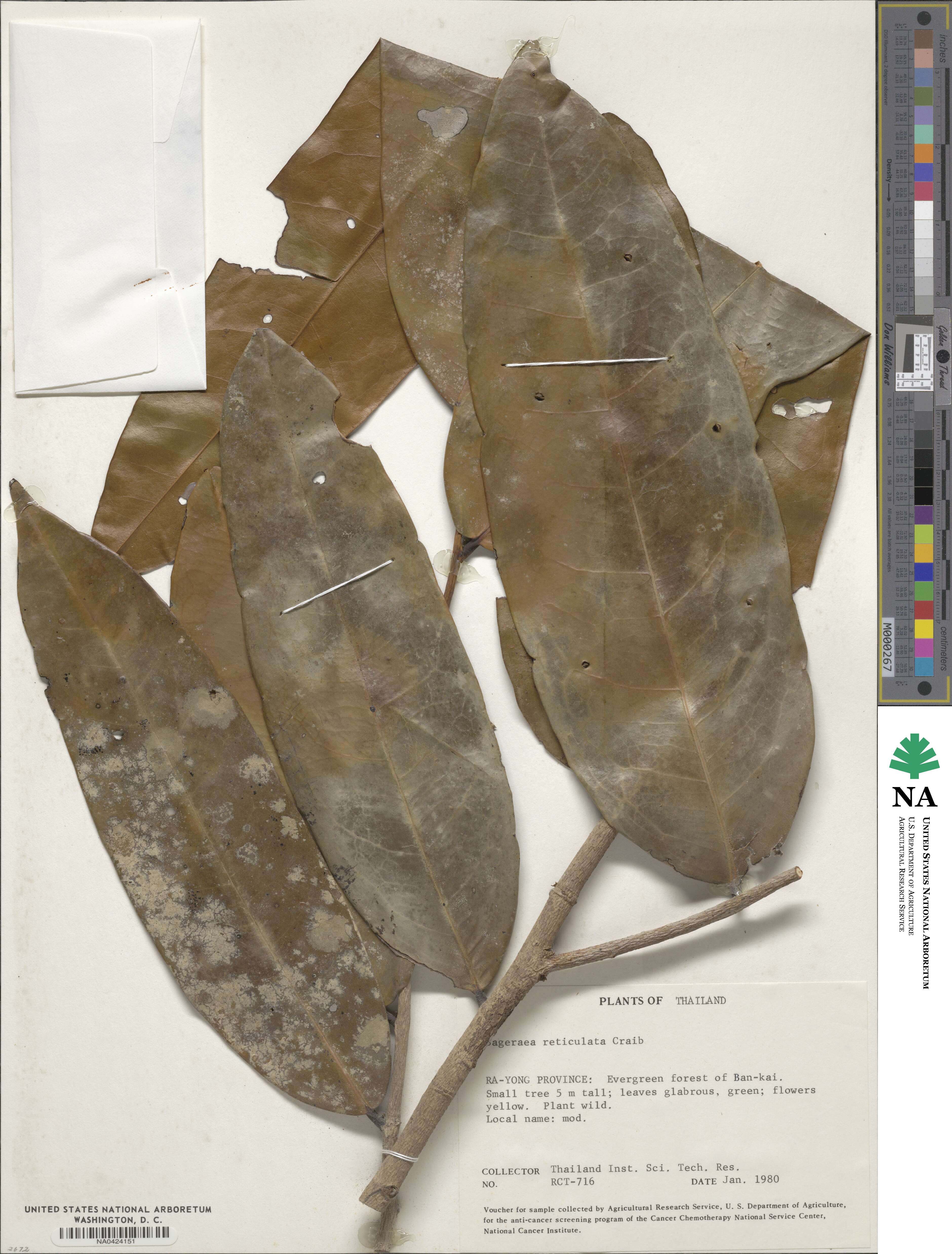 Sageraea image