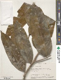 Image of Sageraea reticulata