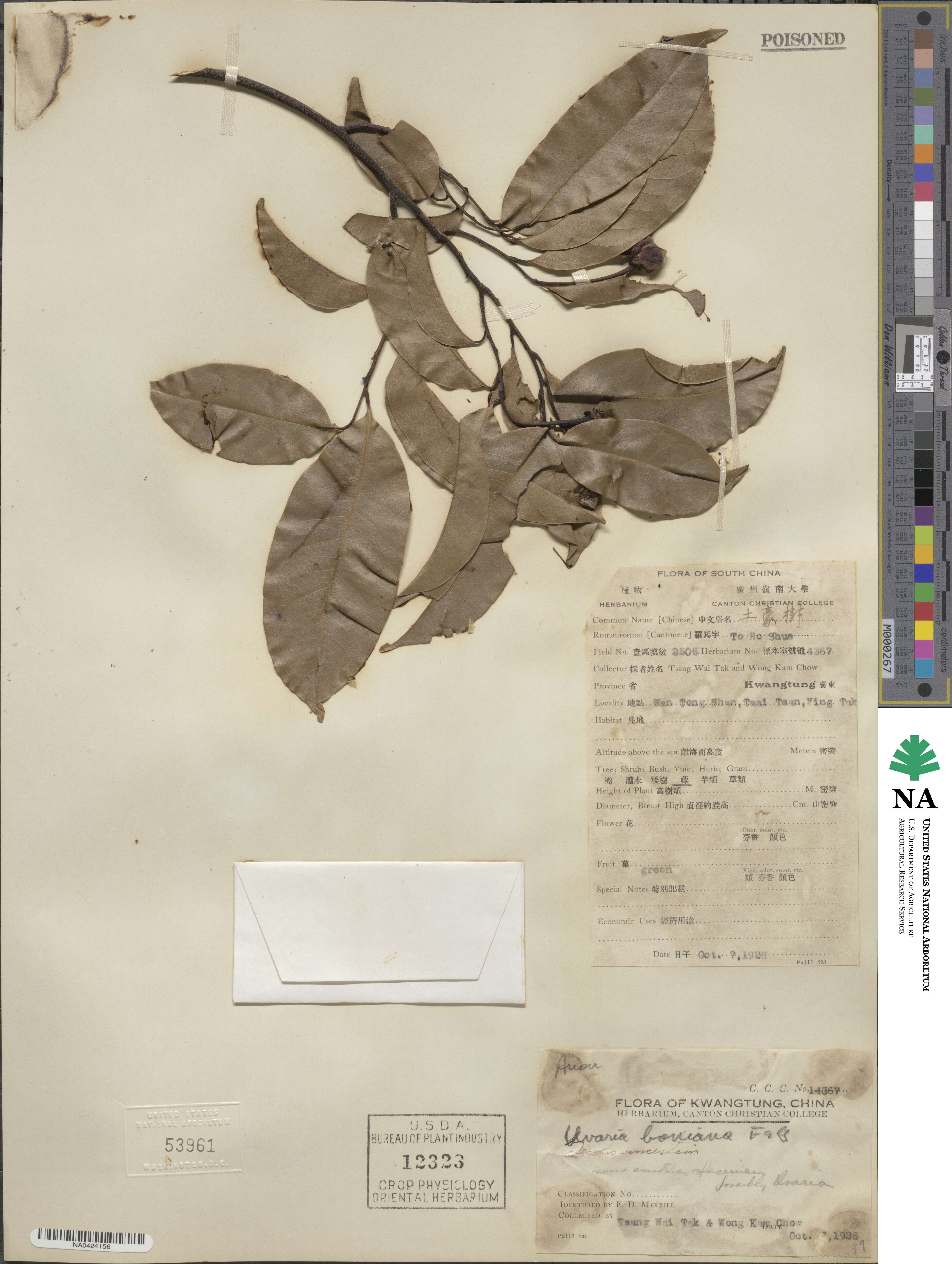 Uvaria boniana image
