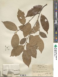 Uvaria calamistrata image