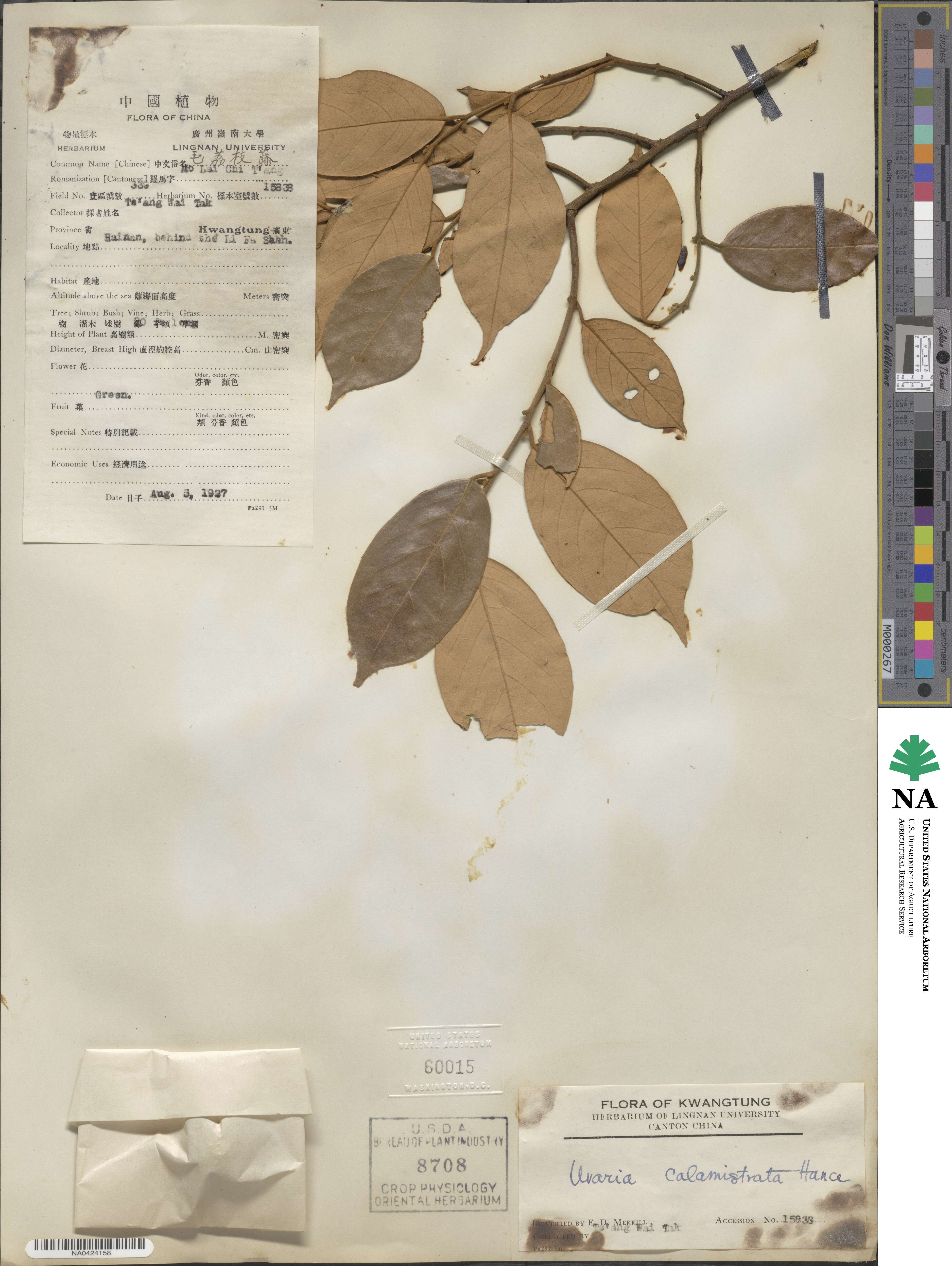 Uvaria calamistrata image