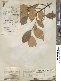 Uvaria calamistrata image