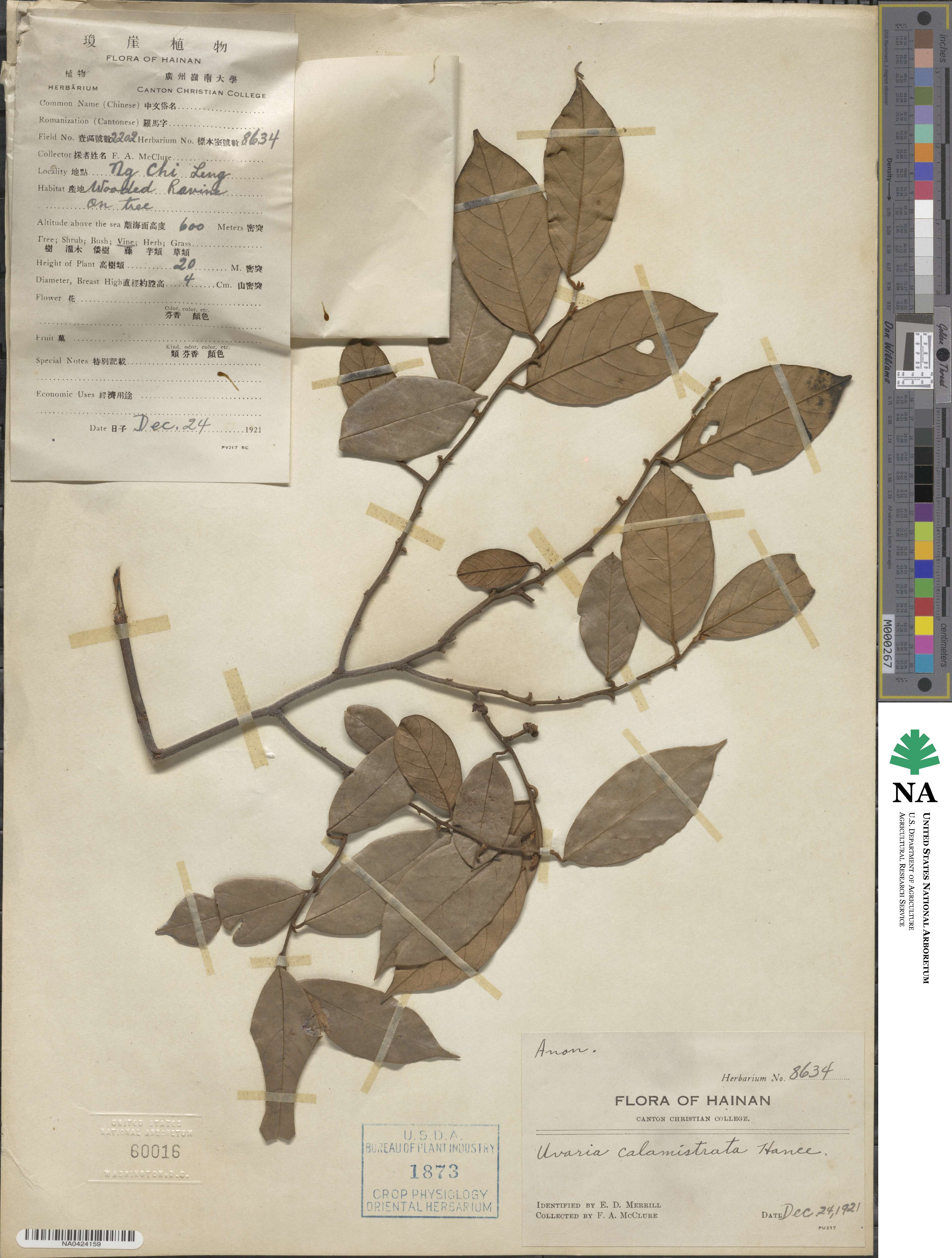 Uvaria calamistrata image