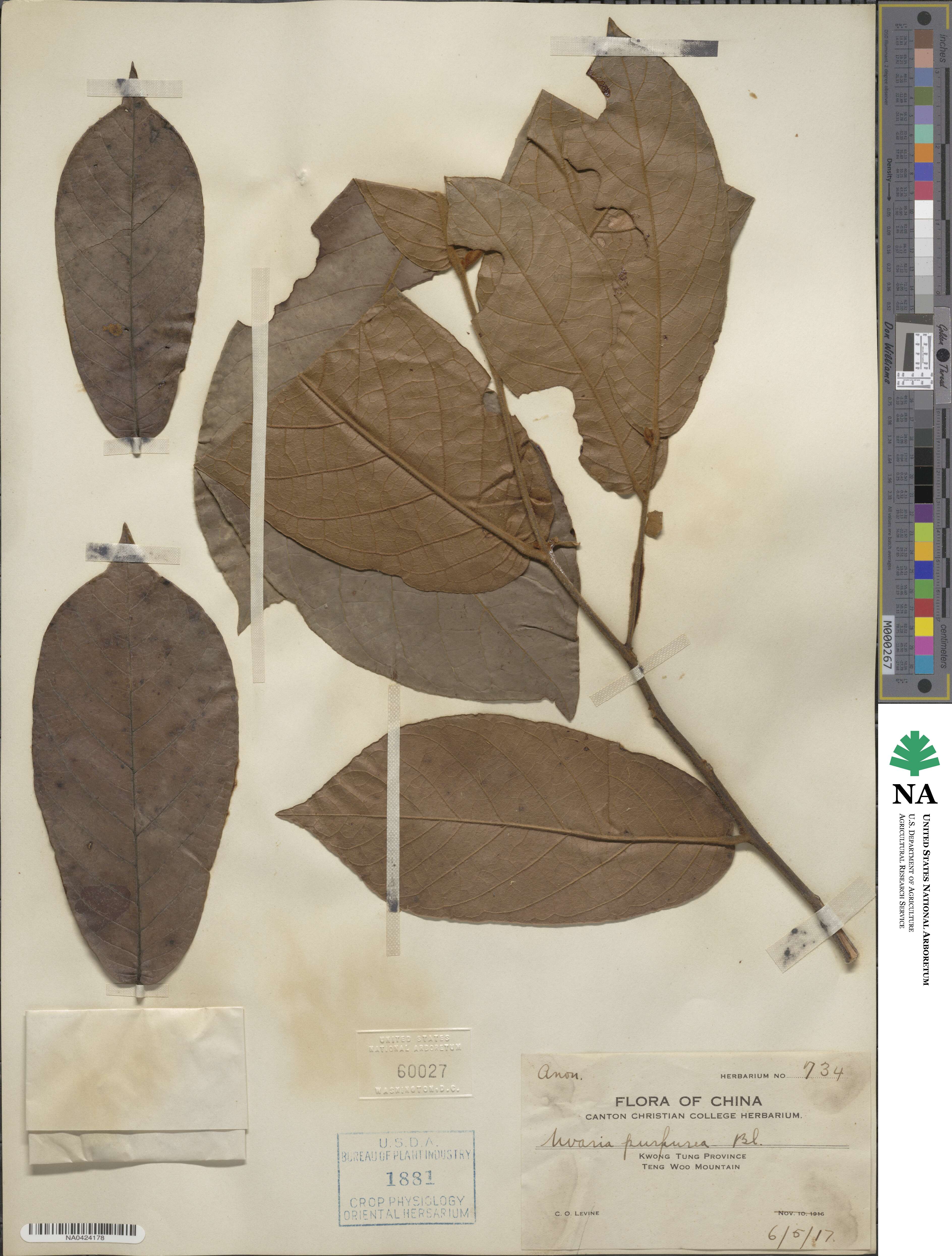 Uvaria grandiflora image
