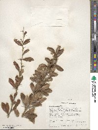 Berberis holstii image