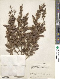 Berberis holstii image