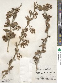 Berberis glaucocarpa image