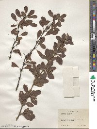 Image of Berberis aemulans