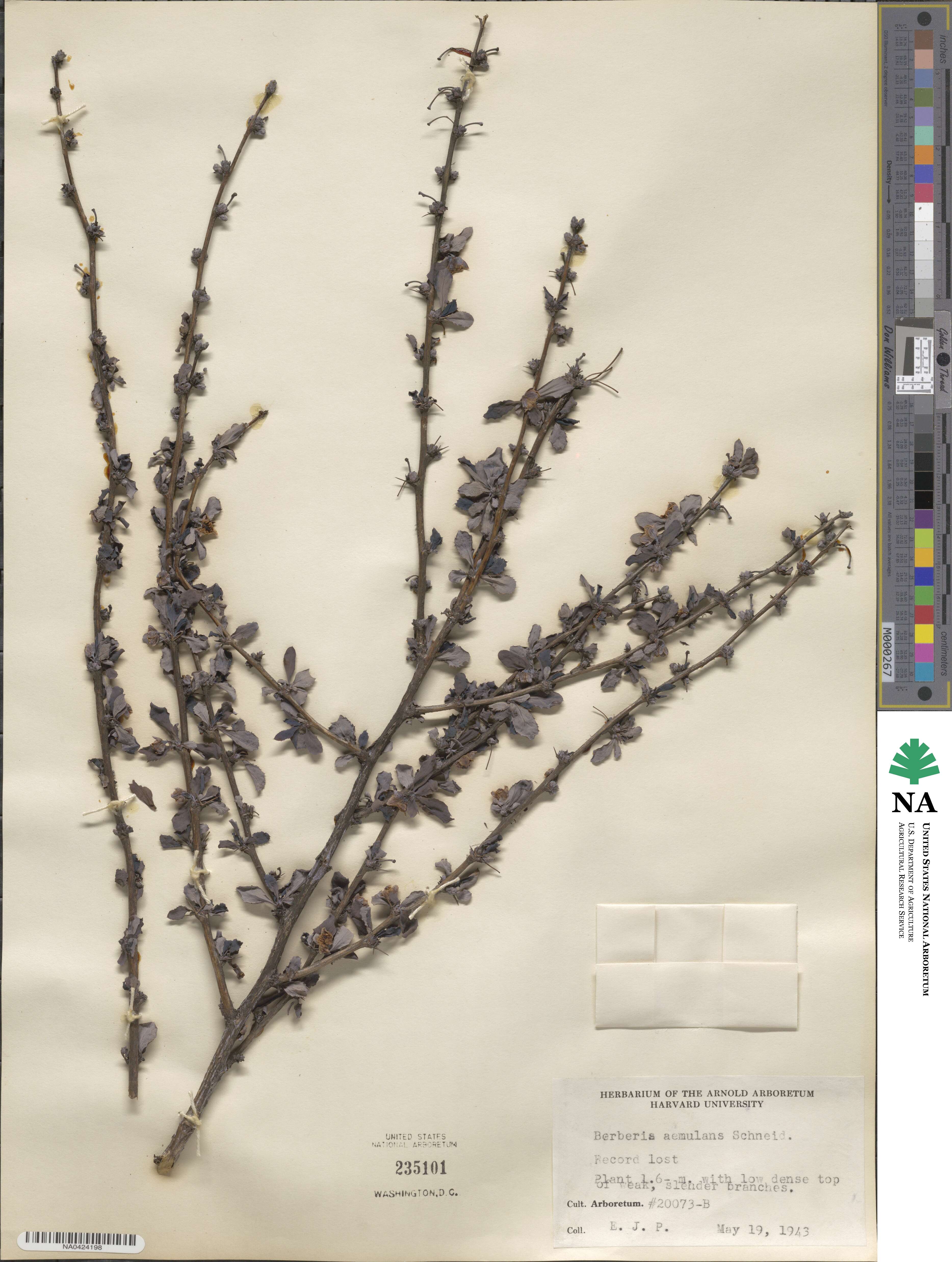 Berberis aemulans image