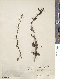 Berberis aemulans image