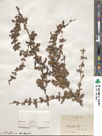 Berberis aggregata image