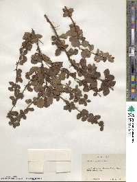 Berberis aggregata image