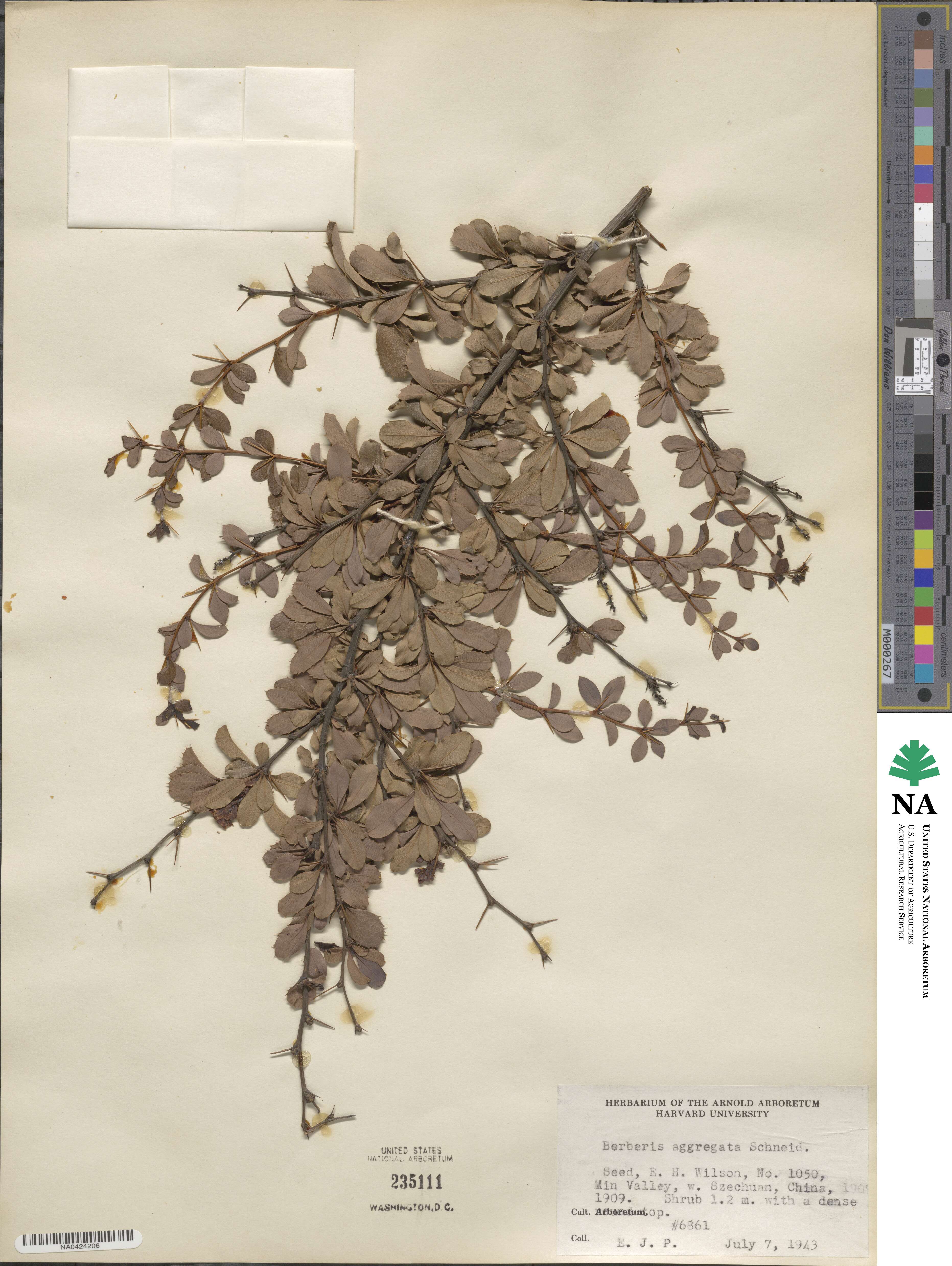 Berberis aggregata image