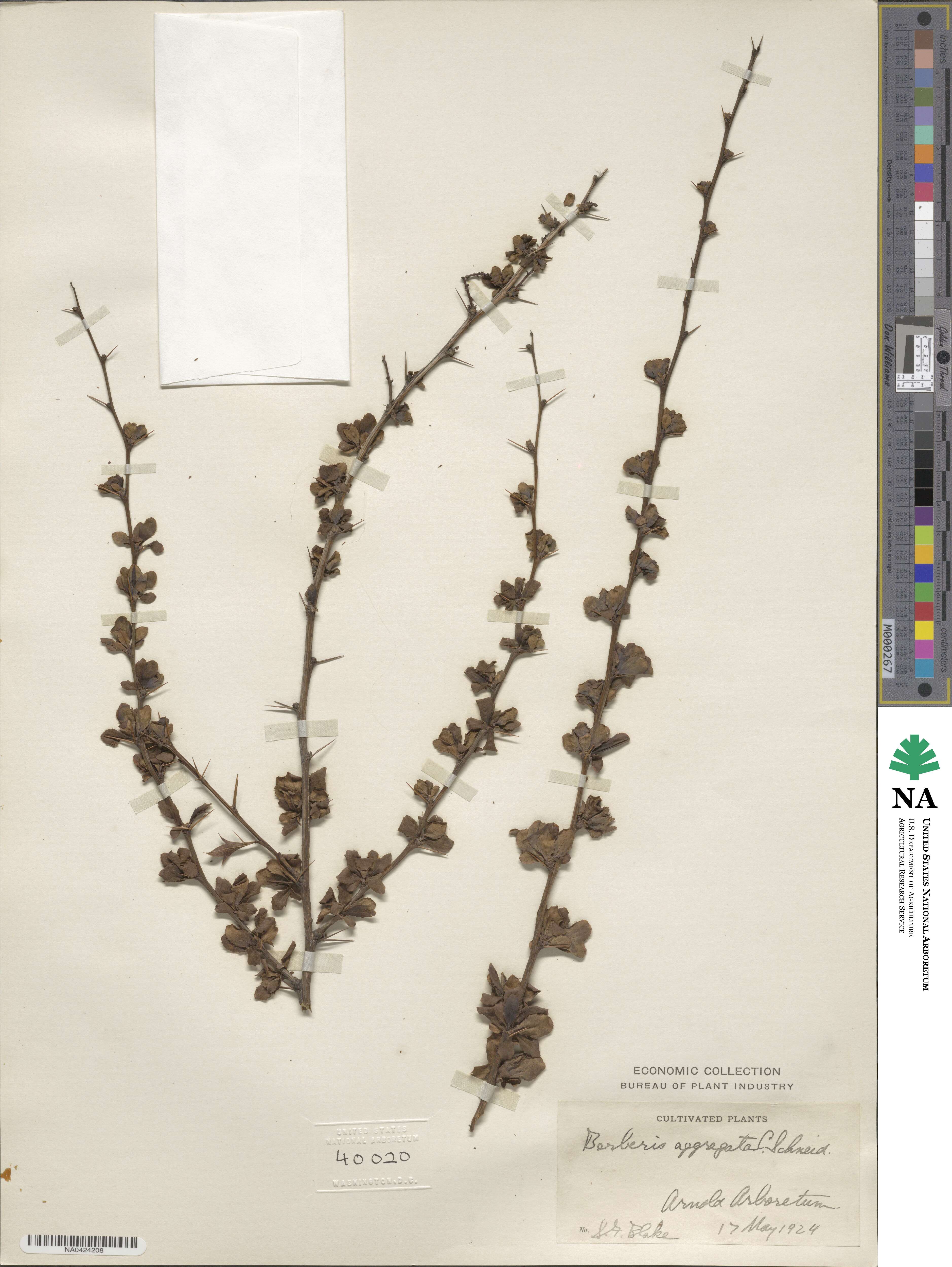 Berberis aggregata image