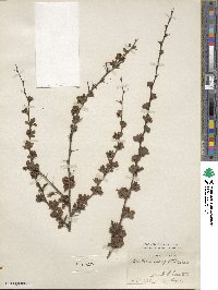 Berberis aggregata image