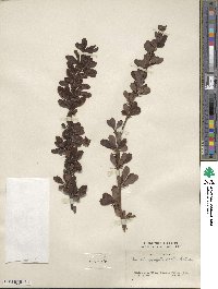 Berberis prattii image