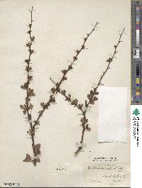 Berberis prattii image