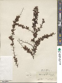 Berberis aggregata var. recurvata image