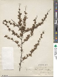 Berberis aggregata var. recurvata image