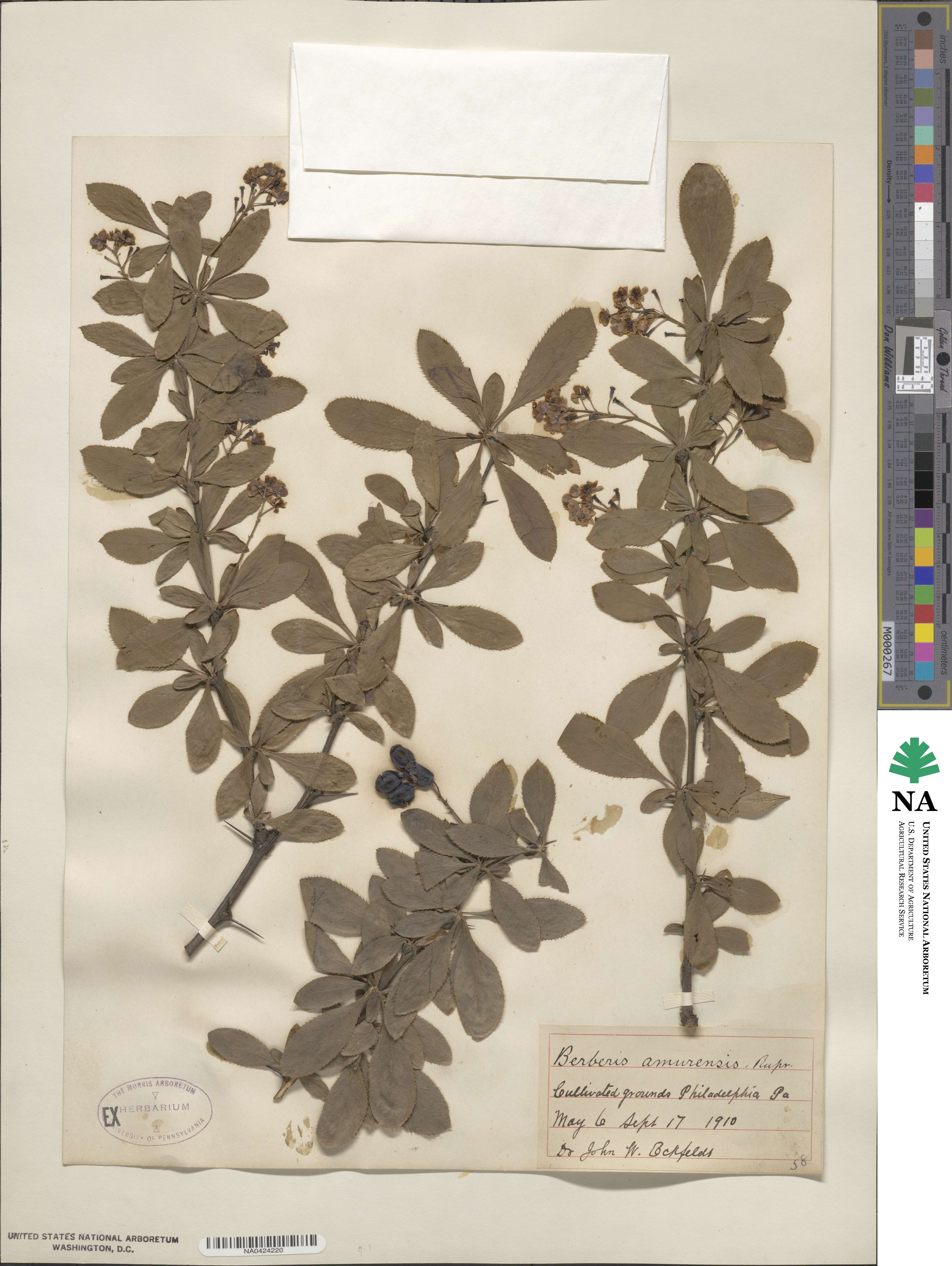 Berberidaceae image