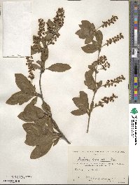 Berberis amurensis image