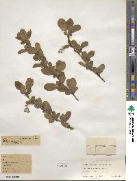 Berberis amurensis image