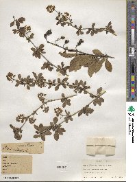 Berberis amurensis image