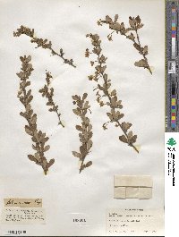 Berberis amurensis image